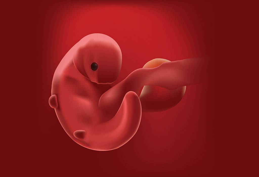Беременность 4 недели – один из важнейших этапов в развитии ребенка