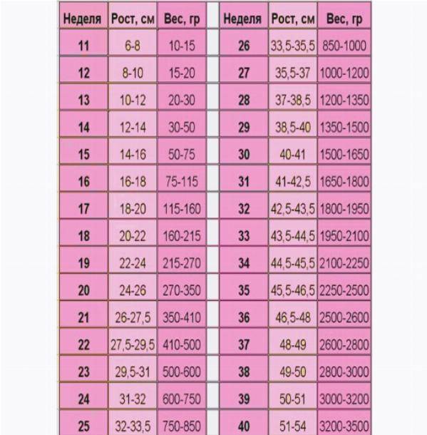Сколько будет 19 недель. Нормальный вес плода на 36 неделе беременности. Вес ребёнка на 26 неделе беременности норма. Вес плода по неделям беременности таблица. Вес ребенка в неделях.