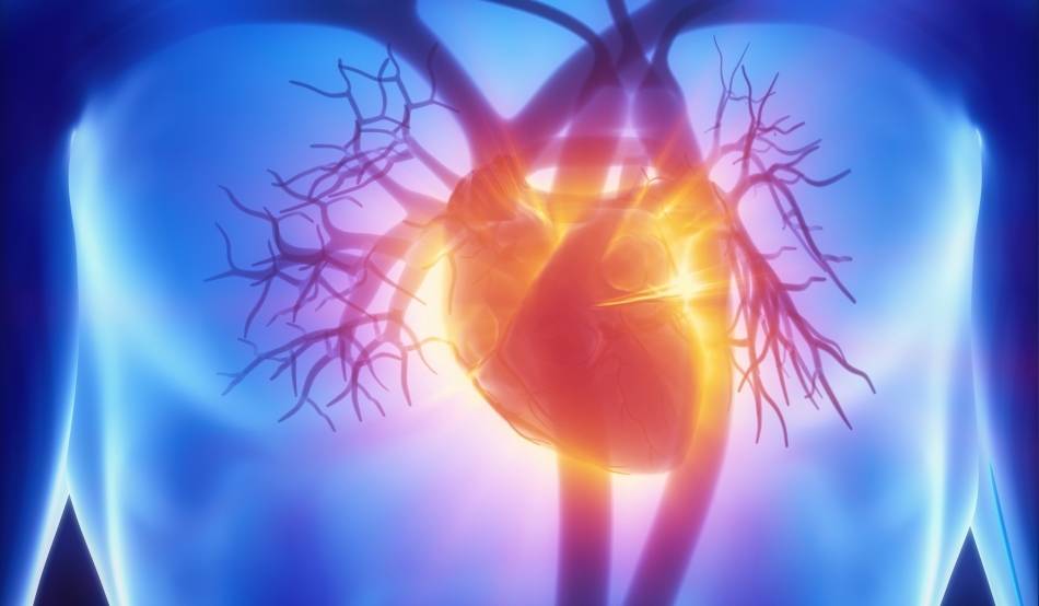 Ишемическая болезнь сердца (ибс) и стенокардия. диагностика и лечение ибс и стенокардии