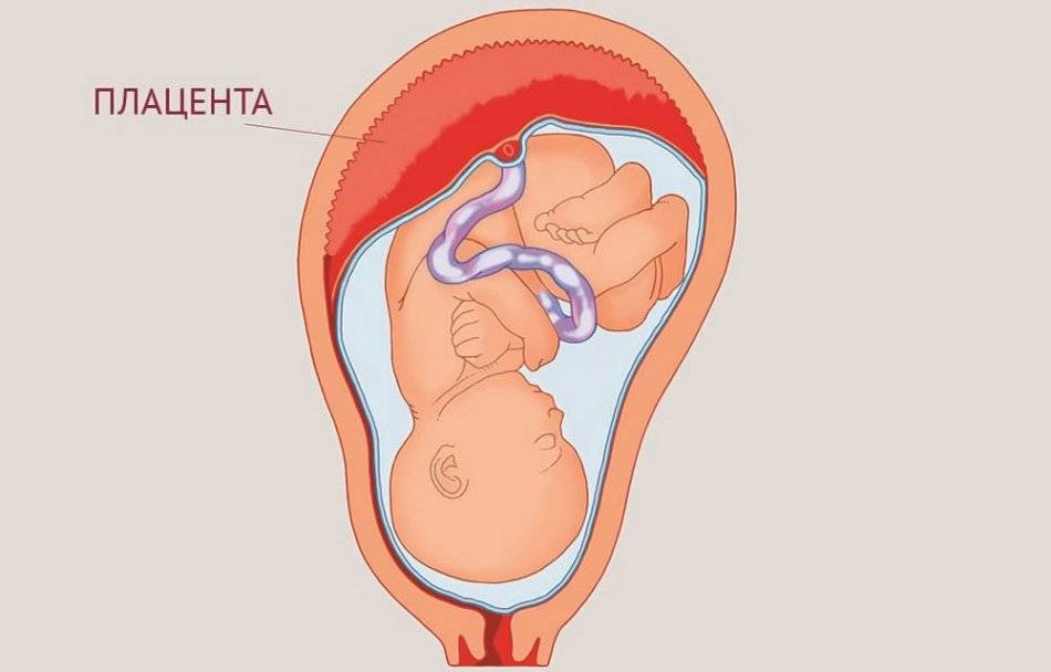 Что такое старение плаценты: влияние на беременность и малыша