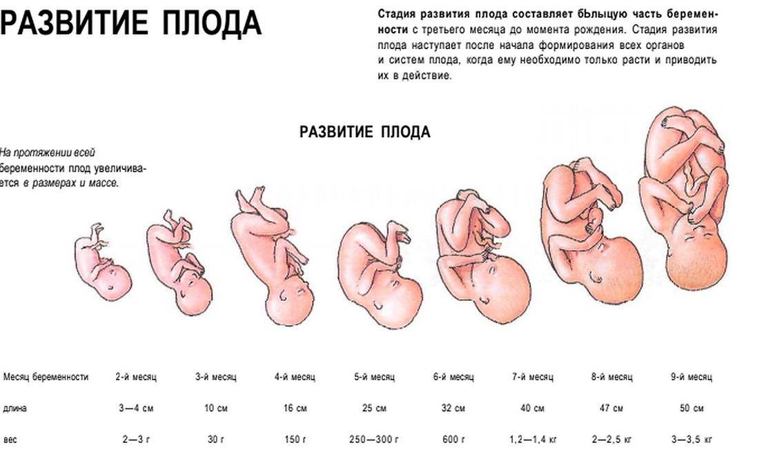Вес и рост плода по неделям беременности