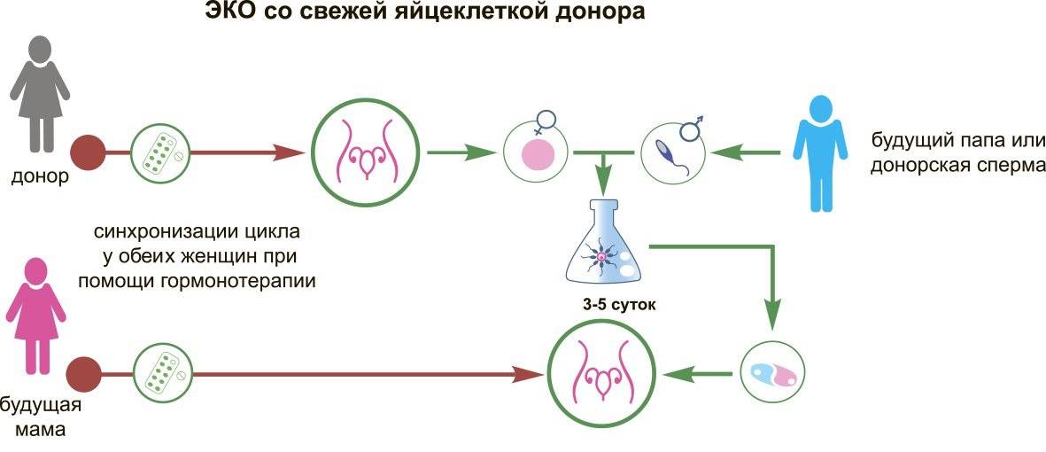 Эко цена в москве | сколько стоит эко процедура | стоимость эко в центре планирования «gms эко»