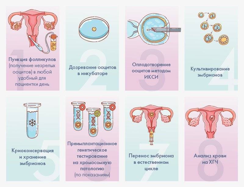 Экстракорпоральное оплодотворение: этапы по дням цикла - статья репродуктивного центра «за рождение»
