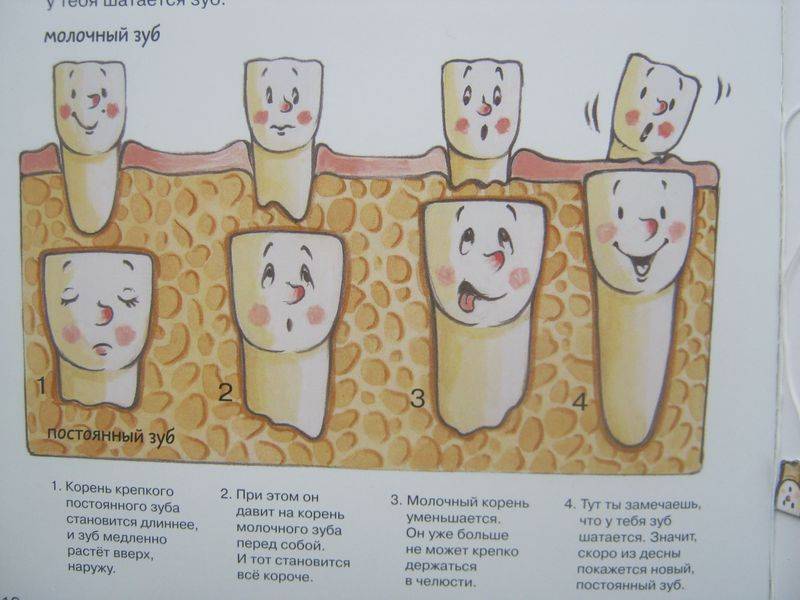 Как отличить молочный зуб. Молочный зуб от коренного. Коренные зубы пошатываются.
