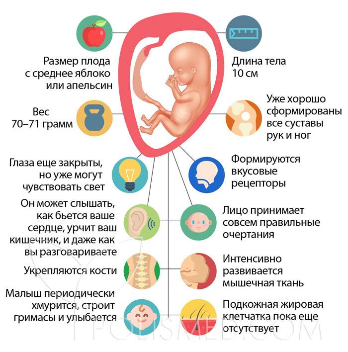 16 неделя беременности