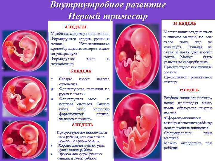 Беременность по триместрам. полезные советы акушеров-гинекологов - причины, диагностика и лечение