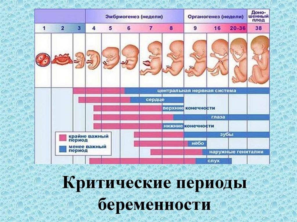Нормальная беременность длится недель. сколько недель длится беременность: от зачатия и до родов. какой срок беременности в днях и неделях считается максимальным