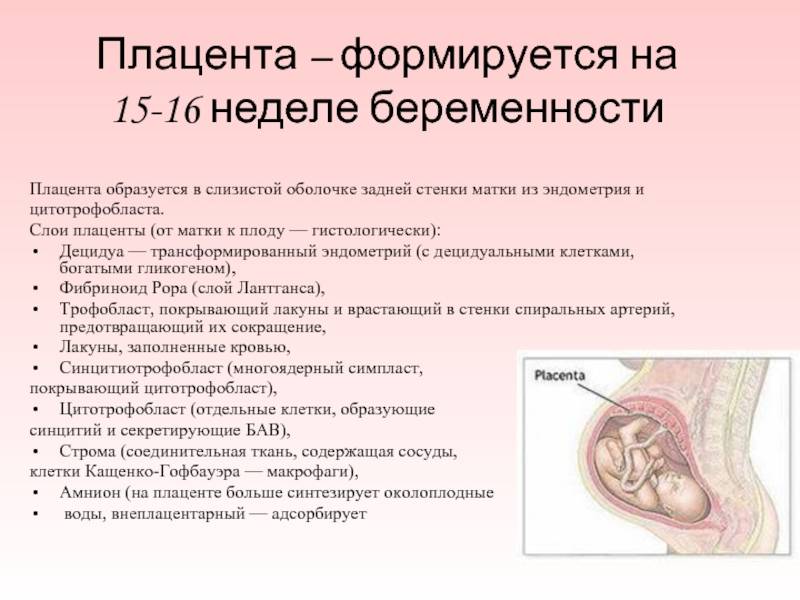 Что такое плацента