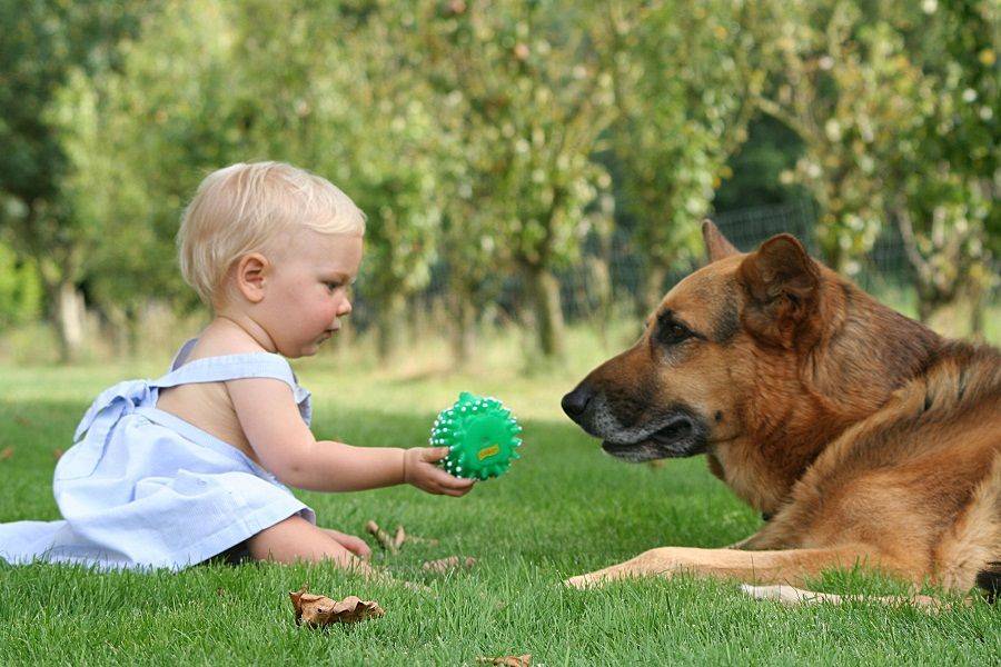 Дружба — это чудо: дети и животные