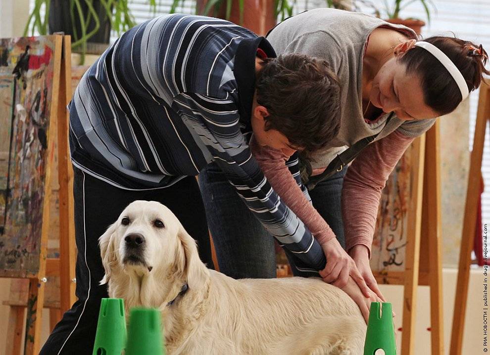 Канистерапия: реабилитация с помощью собак