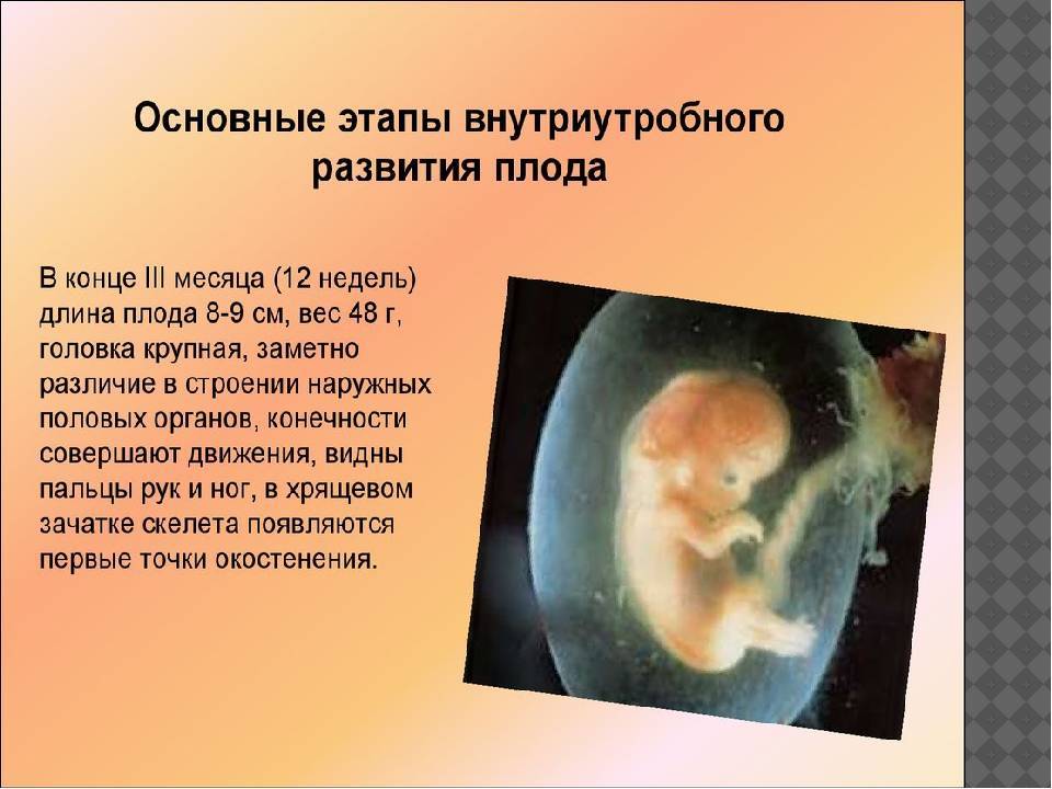 Внутриутробное развитие организма развитие после рождения. Этапы внутриутробного развития. Формирование плода. Внутриутробное развитие плода. Внутриутробное развитие плода по неделям.