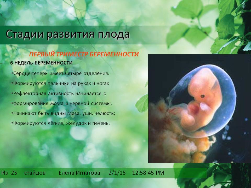 Развитие плода по неделям. Эмбрион по неделям беременности. Этапы формирования плода. Этапы развития эмбриона по неделям.