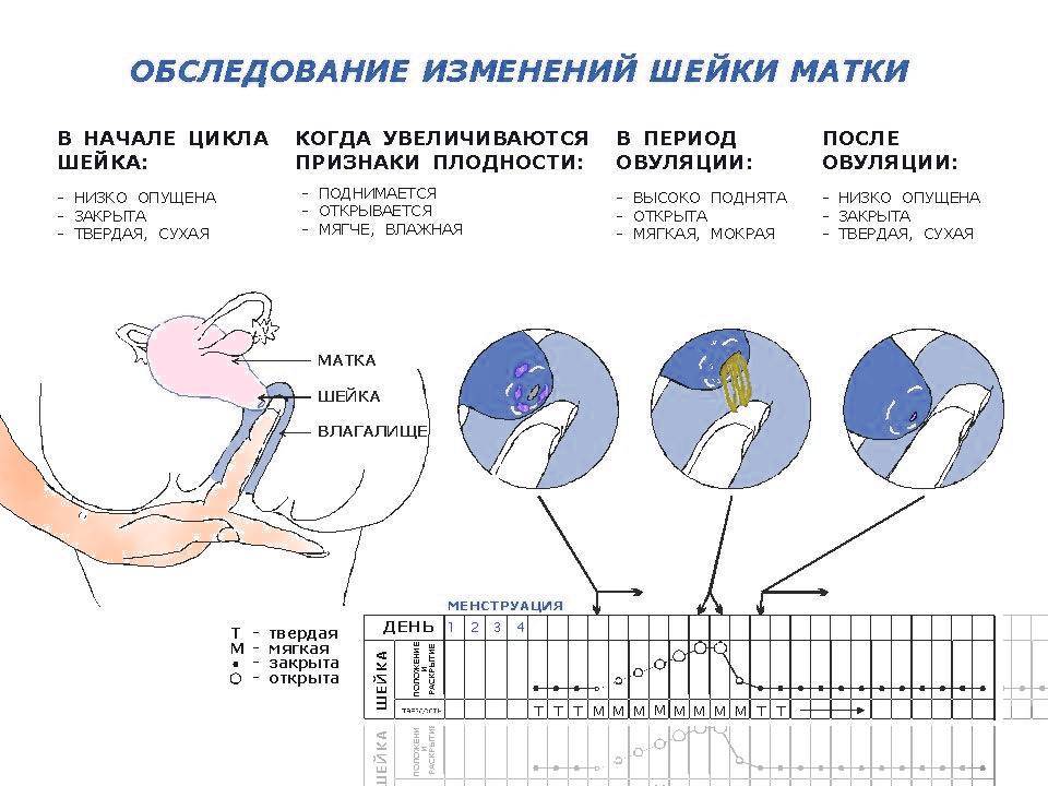 Беременность после лапароскопии яичников, маточных труб, матки | компетентно о здоровье на ilive