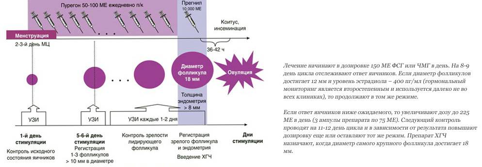 Стимуляция овуляции «клостилбегитом» и «прогинова» | клиника "центр эко" в москве