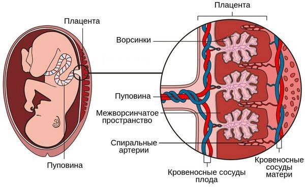 Плацента: строение, функции, зрелость, гиперплазия, предлежание, отслойка