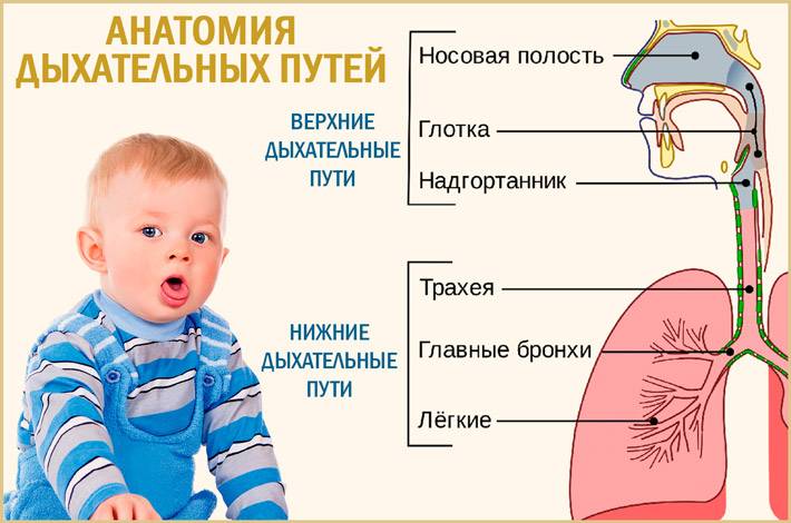 ➤ лечение и профилактика верхних дыхательных путей у ребёнка