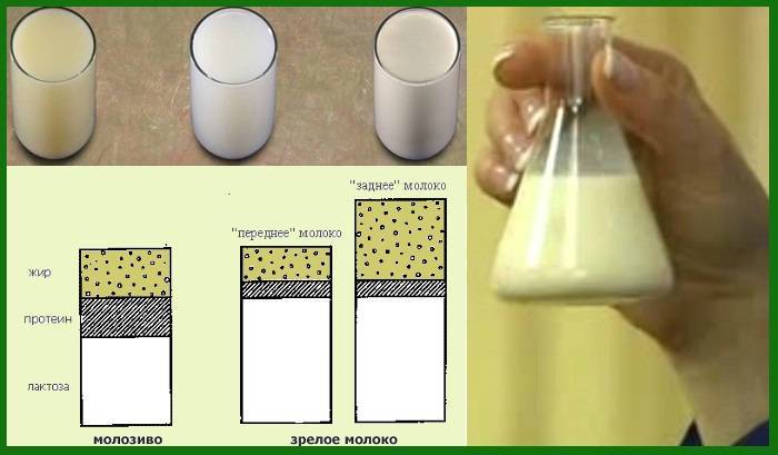 Как выглядит грудное молоко и какое оно на вкус?