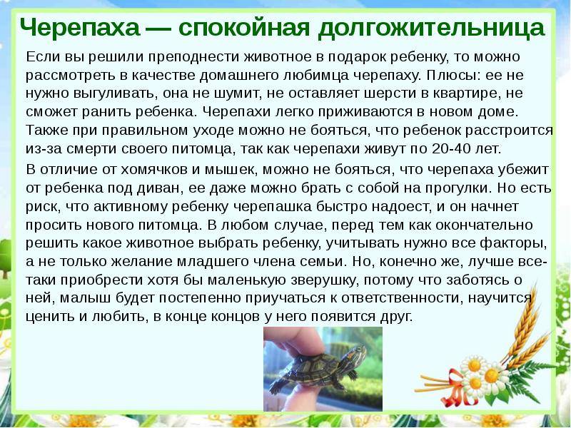 Уход за собакой - советы кинолога сергея томилова на dogrf.ru