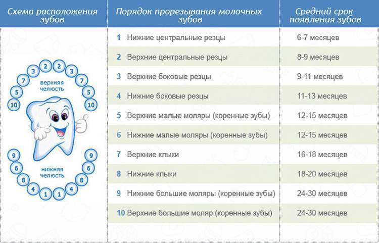 Таблица как лезут зубы у детей последовательность фото