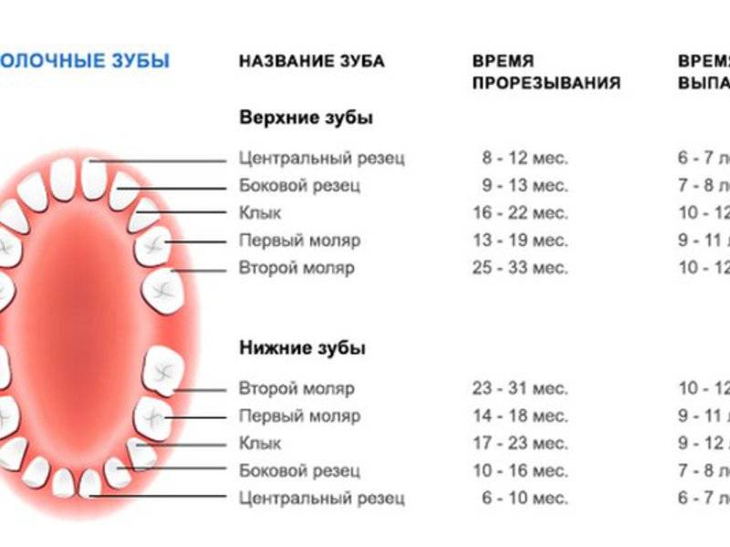 Зубы у детей когда меняются молочные зубы у детей схема