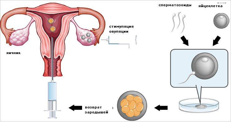 7 дней после переноса эмбрионов