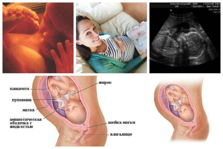 26 неделя беременности – что происходит, узи и развитие плода, живот на двадцать шестой неделе беременности - agulife.ru
