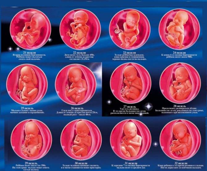 Фетометрия беременных — детальное узи мамы и малыша