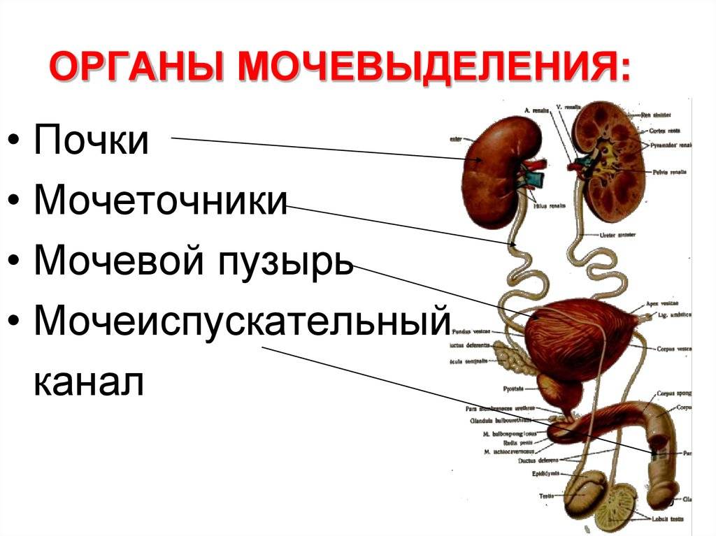 Почка мочеточник мочевой пузырь картинка