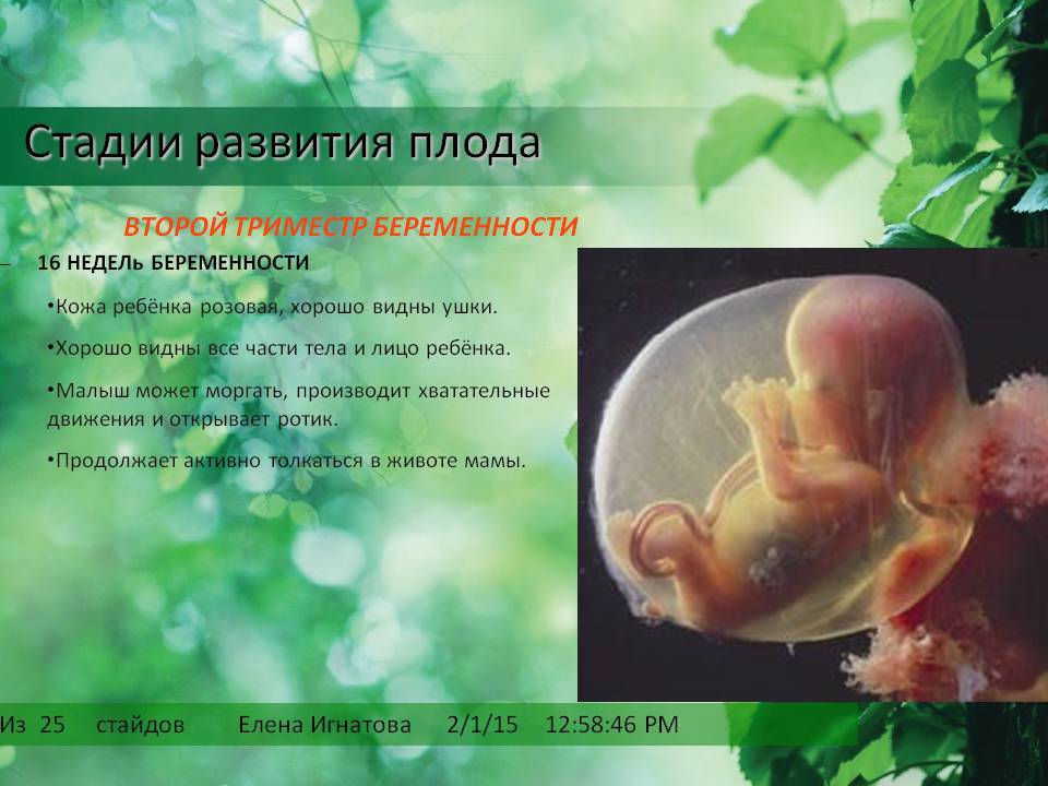 Развитие плода по неделям. Этапы формирования плода. Этапы развития эмбриона. Фетальная стадия развития плода.