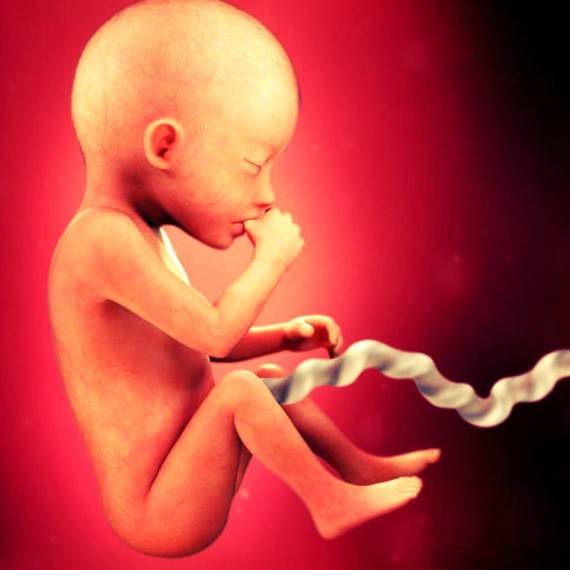 Плод на 16 неделе беременности (20 фото): что происходит с малышом и как он выглядит, размер плода и развитие, пол и вес - детская клиническая больница г. улан-удэ
