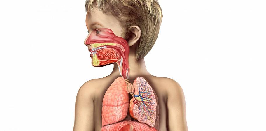 Как лечить заболевания дыхательных путей