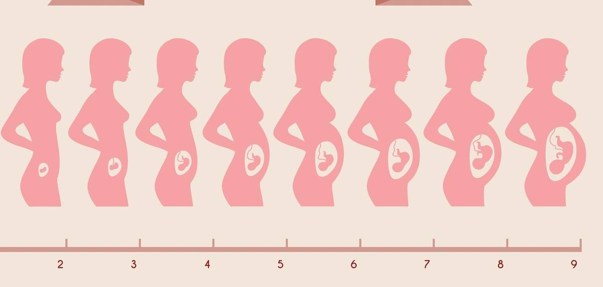Правила роста живота во время беременности. размер матки при беременности по неделям