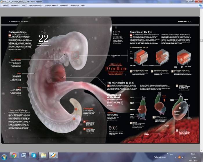 Некоторые этапы развития эмбриона