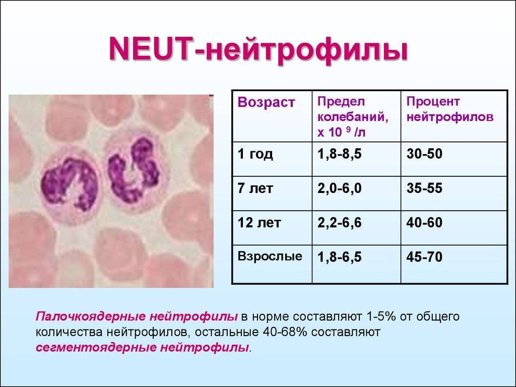 Повышенные нейтрофилы в крови у ребенка