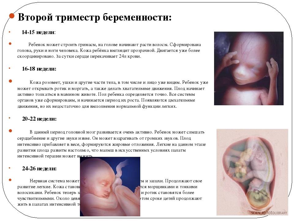 19 неделя беременности: развитие плода, что происходит с малышом и мамой, ощущения в животе — медицинский женский центр в москве