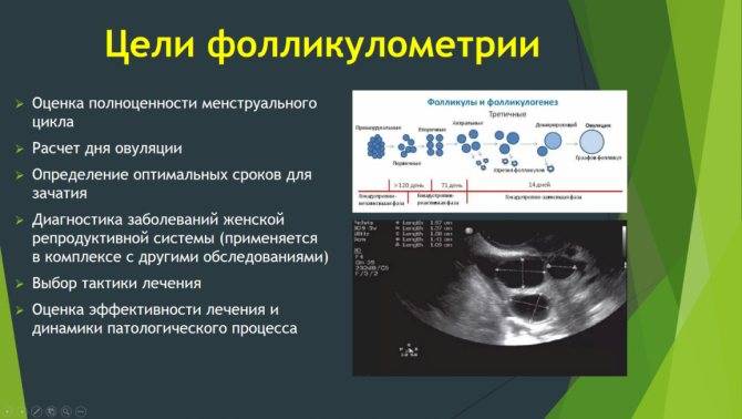 Фолликулометрия в москве - цены и врачи клиники семейный доктор