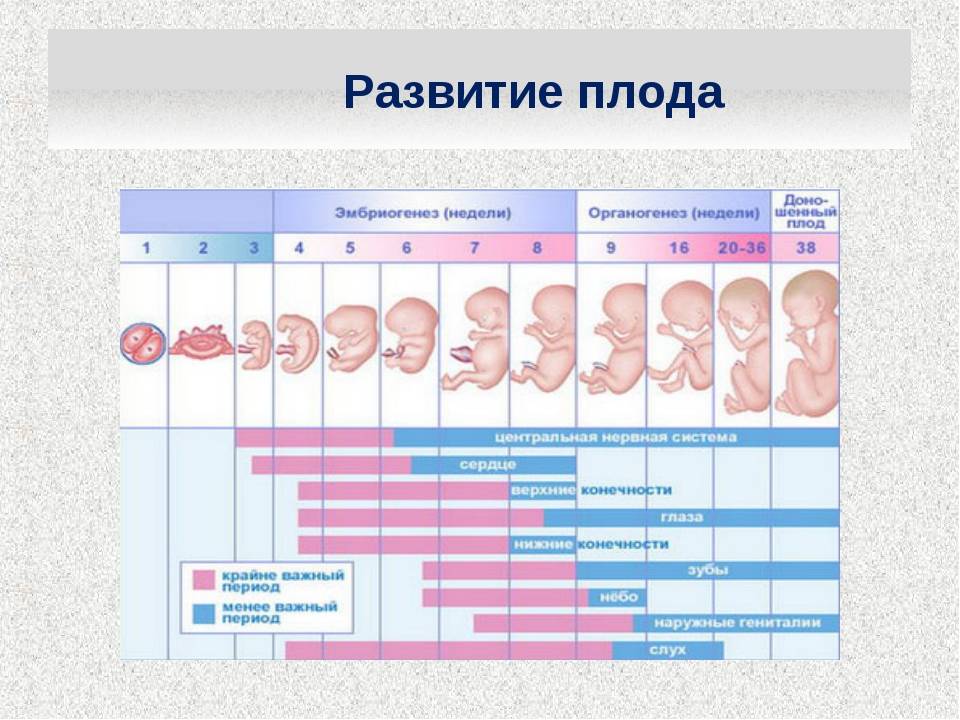 6 неделя беременности