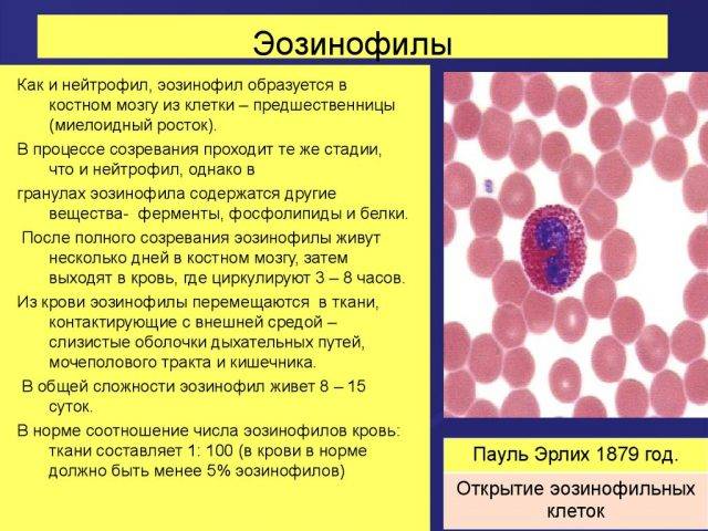 Моноцитоз: повышенные моноциты в результатах анализа крови