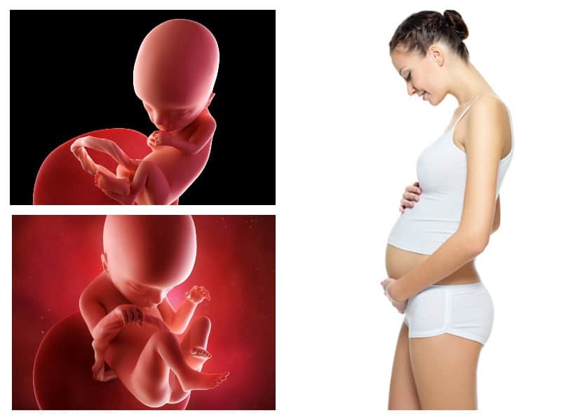 5 месяц беременности: развитие, вес и вид плода, рекомендациибеременность, роды и уход за ребенком