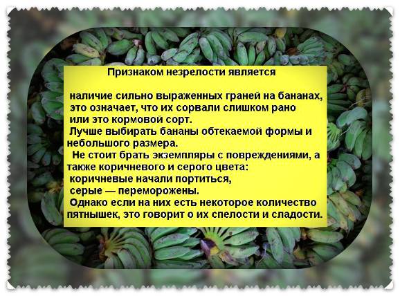 Бананы при гв в первый месяц. Банан при грудном вскармливании в первый. Можно есть бананы при грудном вскармливании в первый месяц. Можно ли кушать бананы при грудном вскармливании в первый месяц.