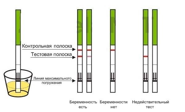 Какие бывают тесты на беременность и в чём принцип их работы