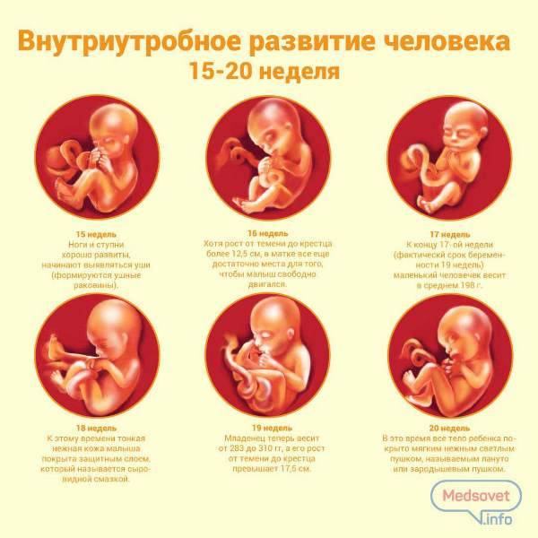 Как и когда начинает питаться ребенок (эмбрион) до рождения в утробе матери?