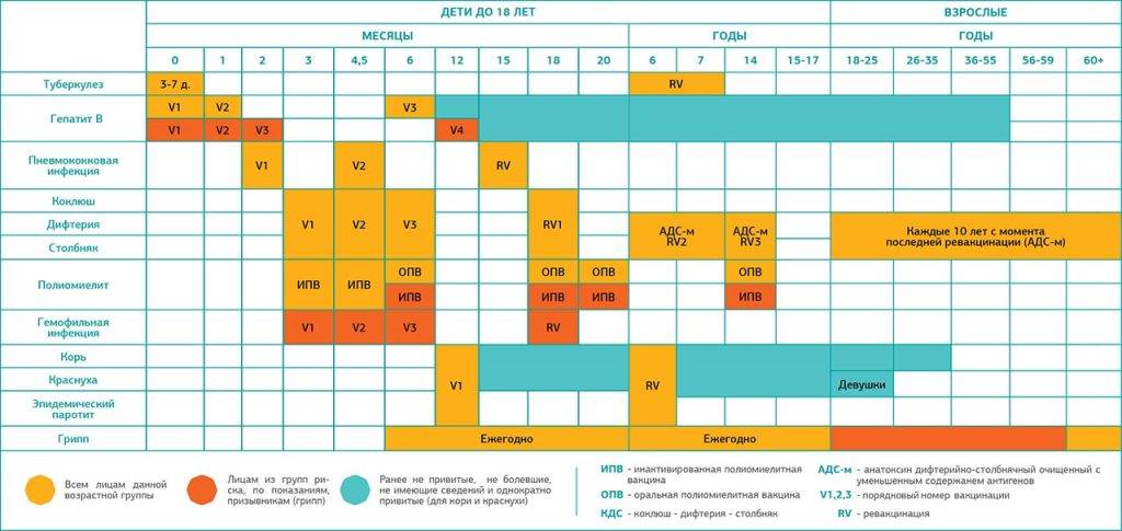 Календарь прививок для детей: грудных, до года, до трех и 14 лет