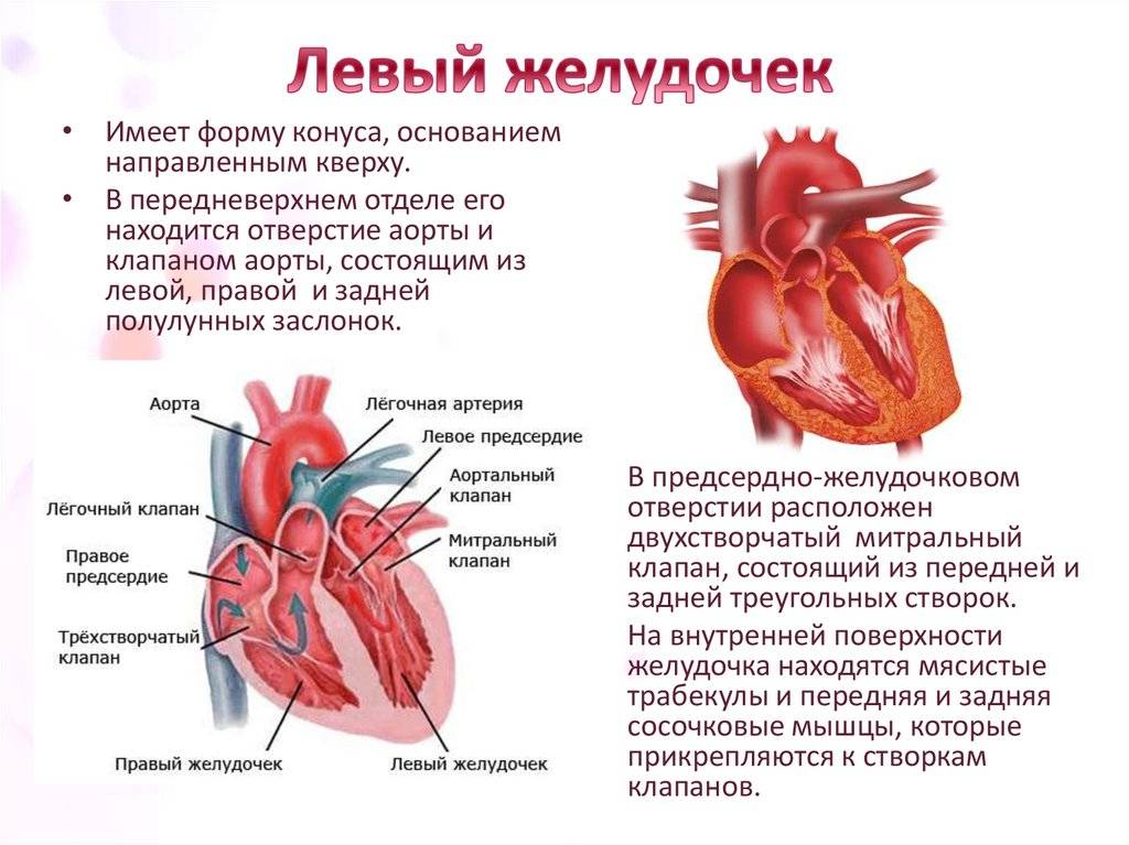Ультразвуковая семиотика и диагностика в кардиологии детского возраста