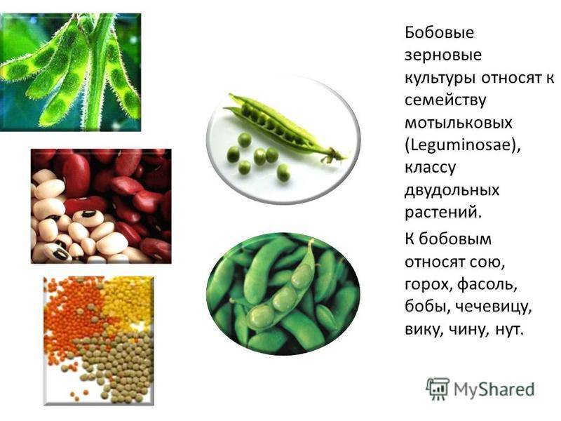 Что не относится к бобовым культурам. Бобовые культуры. Зернобобовые культуры.