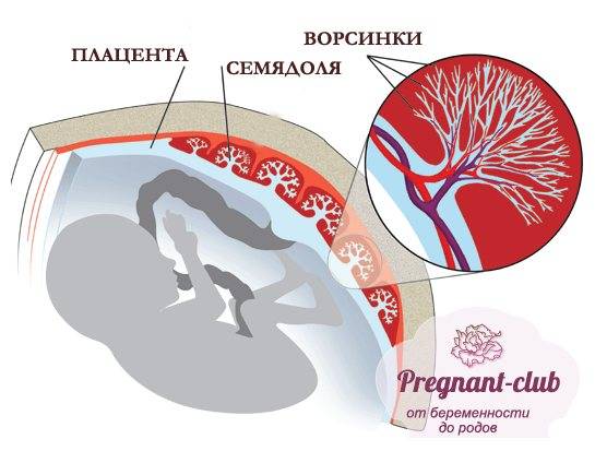 Пузырный занос. трофобластическая болезнь. трофобластические опухоли беременности