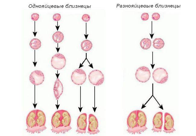 Преимплантационный генетический анализ эмбрионов