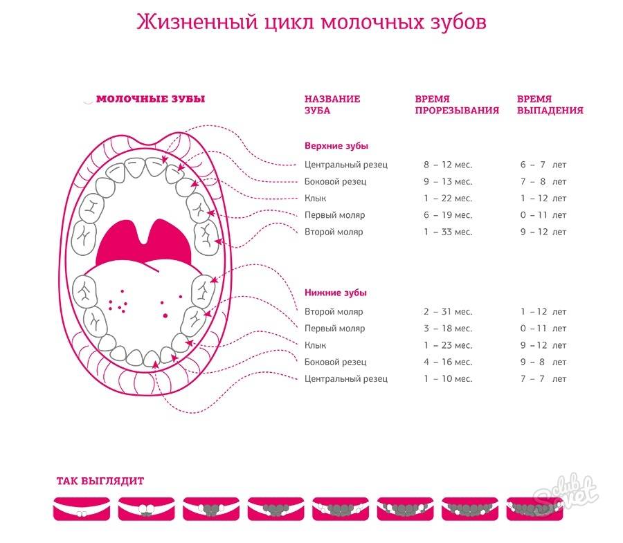 Сколько зубов у ребенка в 2 года должно быть фото