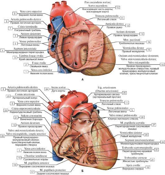 Эхокардиография сердца (эхо-кг, узи сердца). проведение, расшифровка, стоимость.