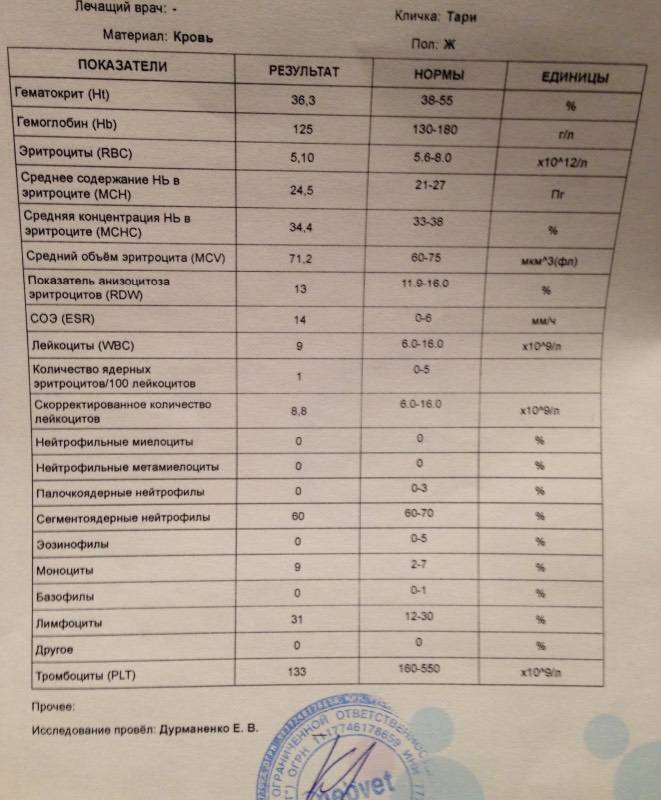 Повышенные эритроциты в крови у ребенка: что это значит?